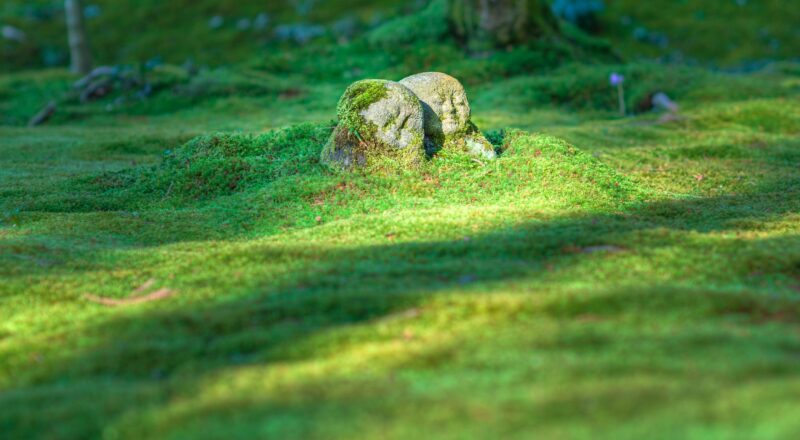 Zdjęcie do artykułu: Ogród w stylu japońskim – harmonia, prostota i symbolika